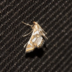 Chrysendeton medicinalis