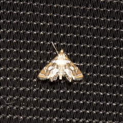 Chrysendeton medicinalis