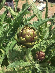 Cynara cardunculus cardunculus