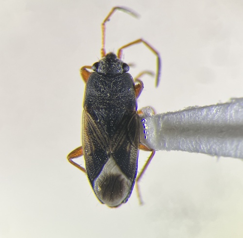 Malezonotus rufipes photo 5