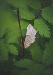 Scopula floslactata