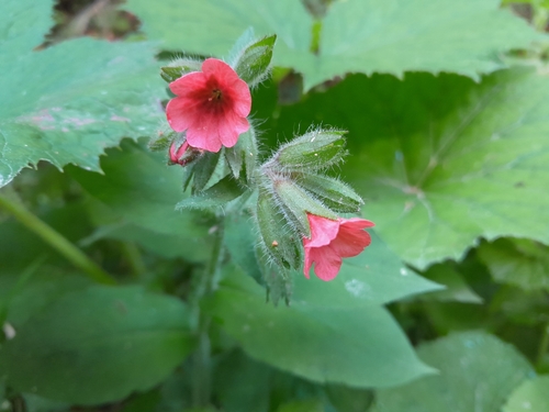 Image of Pulmonaria rubra by (c) Edi Sz., some rights reserved (CC BY)