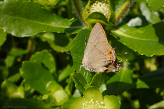 Badecla argentinensis
