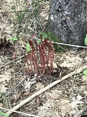 Corallorhiza maculata