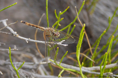 Erythrodiplax corallina