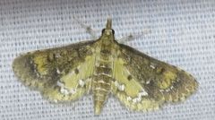 Niphograpta albiguttalis