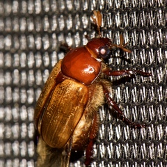 Anomala flavipennis