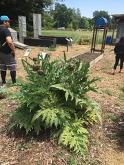 Cynara cardunculus cardunculus