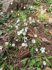 Cerastium scaposum