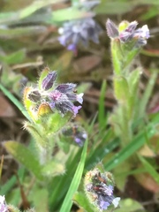 Myosotis discolor