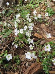 Cerastium scaposum