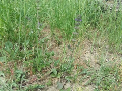 Salvia verbenaca