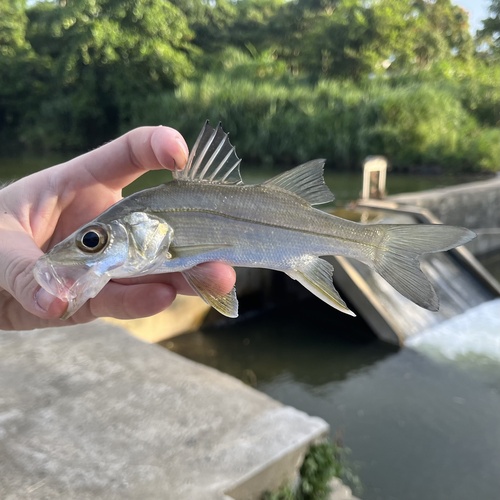 Constantino snook (Centropomus mexicanus) — Centropomidae — 2