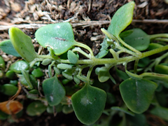 Chenopodium trigonon trigonon