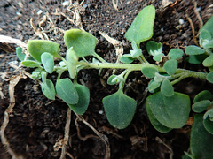Chenopodium trigonon trigonon