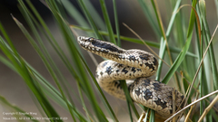 Alashan Pitviper photo 2