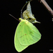 Cloudless Sulphur - Photo (c) Edward Perry IV, some rights reserved (CC BY-NC), uploaded by Edward Perry IV
