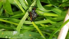 Bibio femoratus