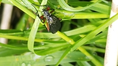 Bibio femoratus