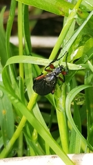 Bibio femoratus