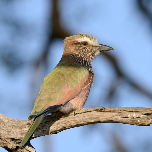 Purple Roller