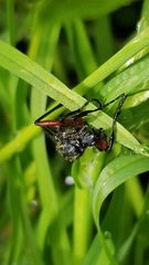 Bibio femoratus