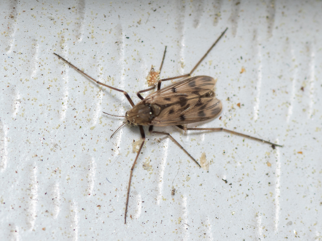 Natarsia punctata