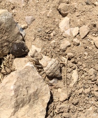 Eremiaphila brunneri