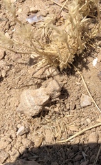 Eremiaphila brunneri