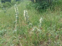 Phlomoides laciniata