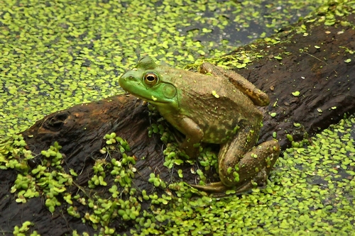 American Bullfrog photographed in West Virginia
