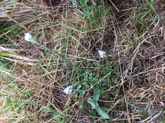 Antennaria neglecta