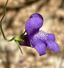 Antirrhinum kelloggii