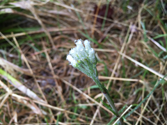 Antennaria neglecta