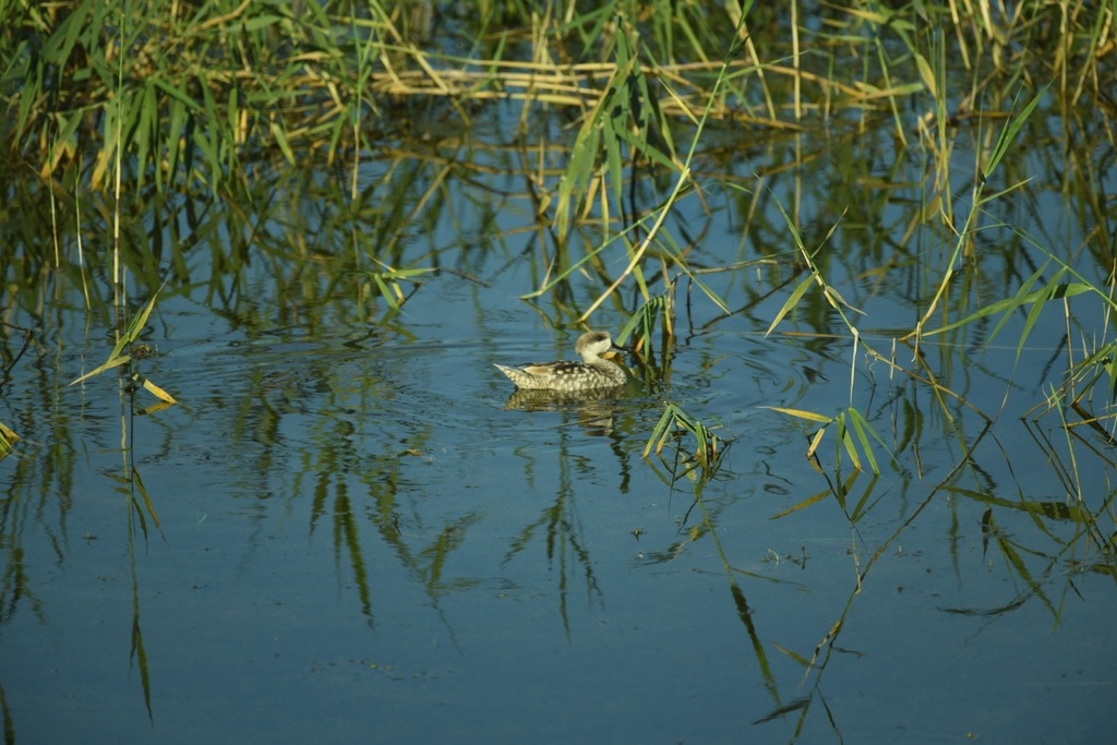 Marbled Duck in May 2024 by jessica_klotz · iNaturalist