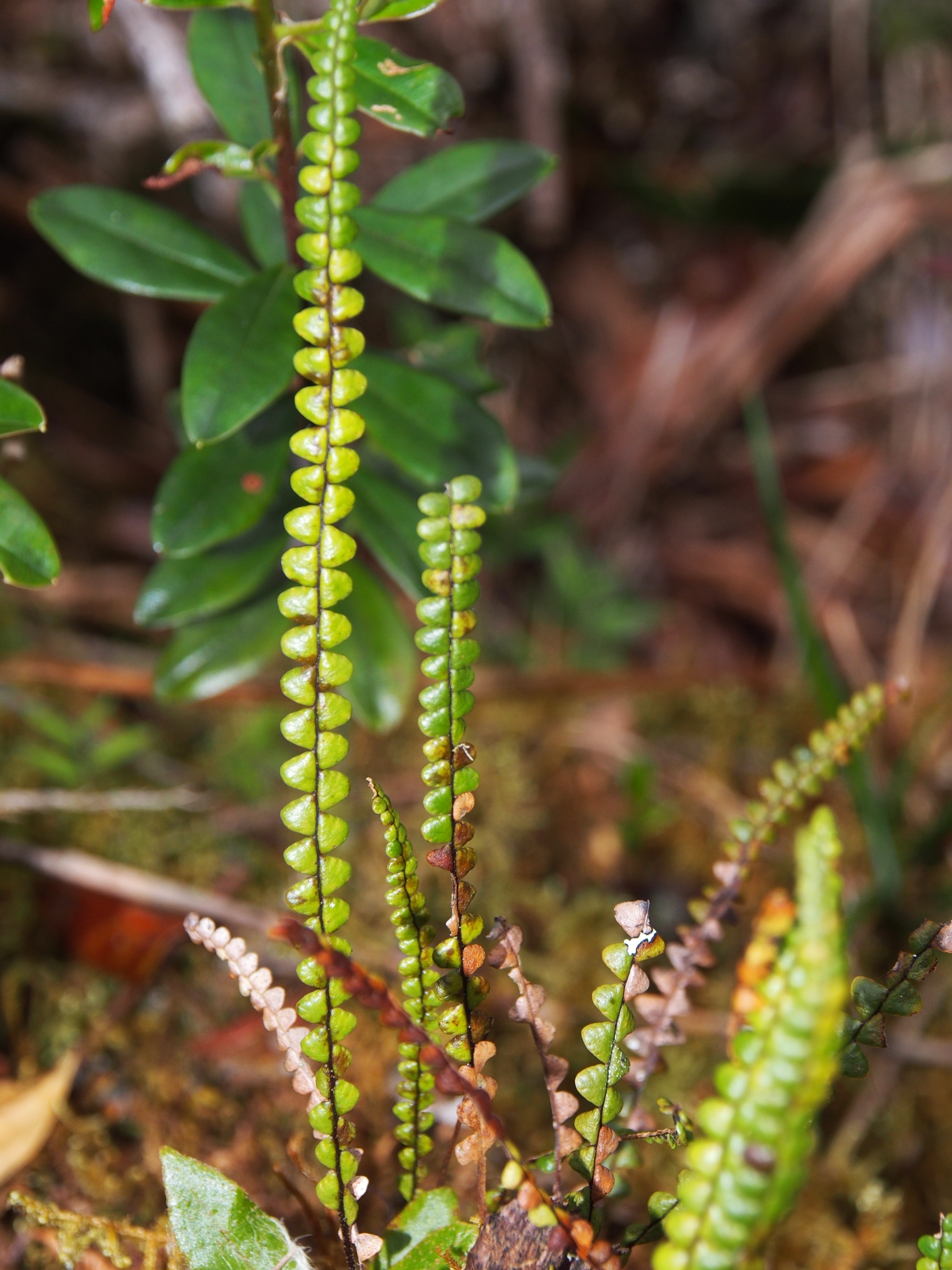 Melpomene moniliformis