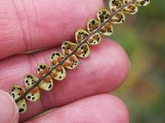 Melpomene moniliformis