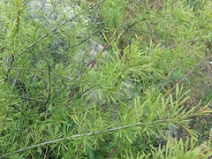 Rhamnus erythroxyloides