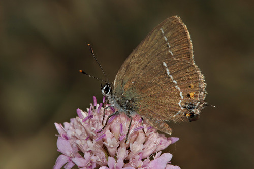 Žydrataškis Uodeguotis nuotrauka