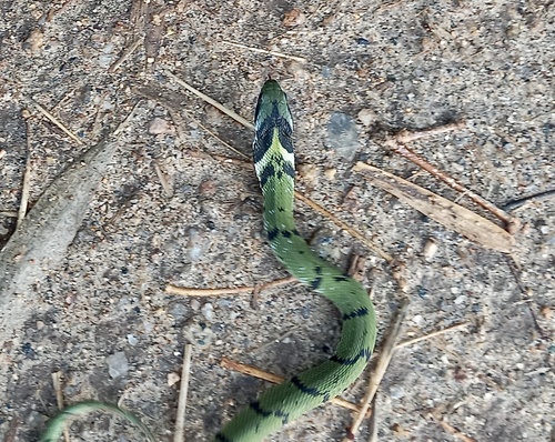 Green Keelback