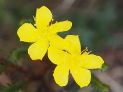 Hypericum costaricense