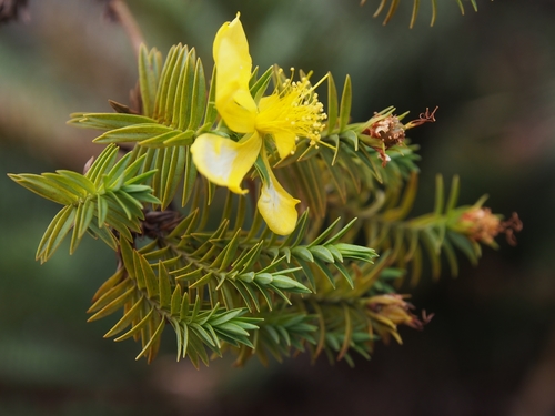 Hypericum irazuense (Hypericum irazuense)
