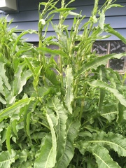 Rumex crispus