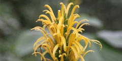 Justicia carnea