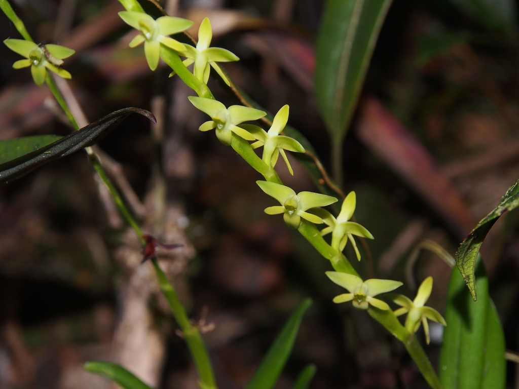 Epidendrum microanoglossum