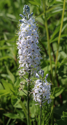 Camassia scilloides