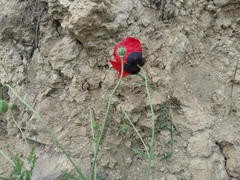 Papaver pavoninum ocellatum