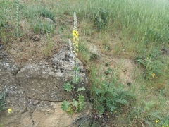 Verbascum formosum