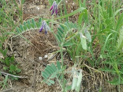 Vicia hololasia