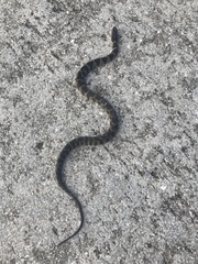 Nerodia fasciata × clarkii